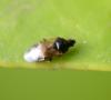 Orius sp.